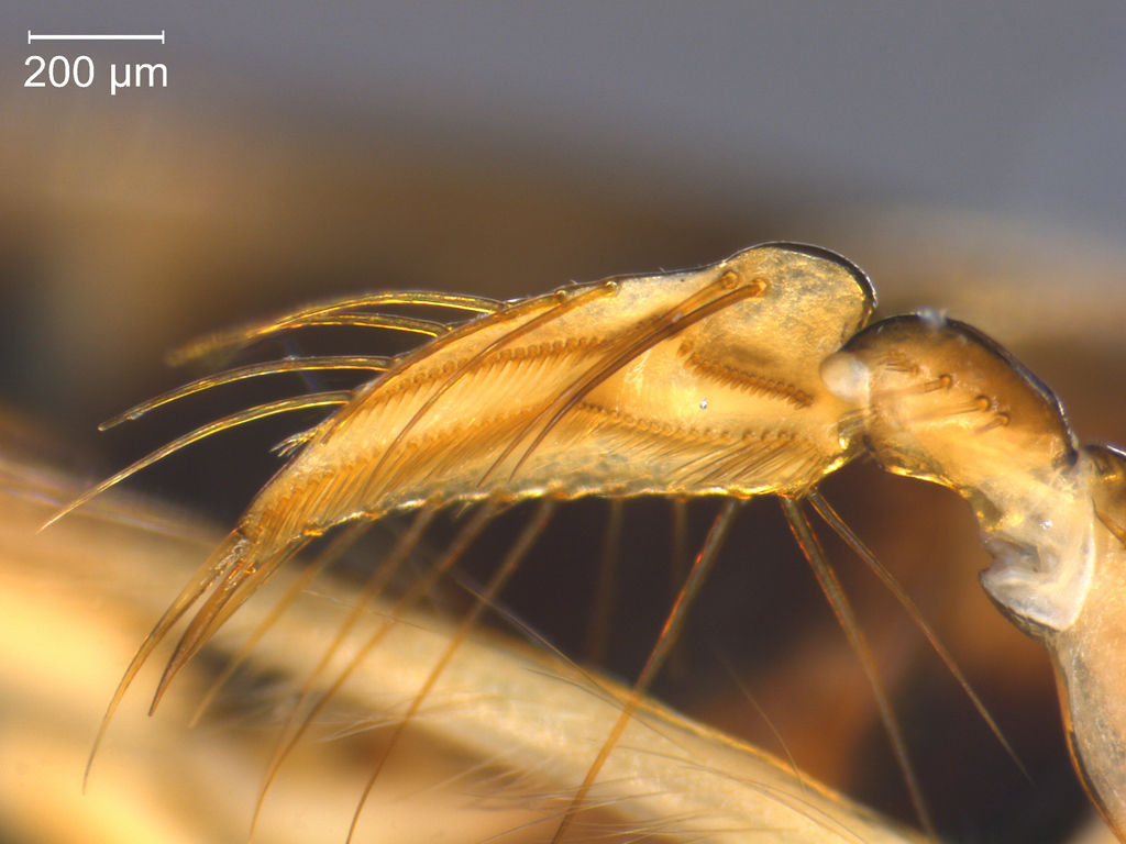 Glaenocorisa propinqua